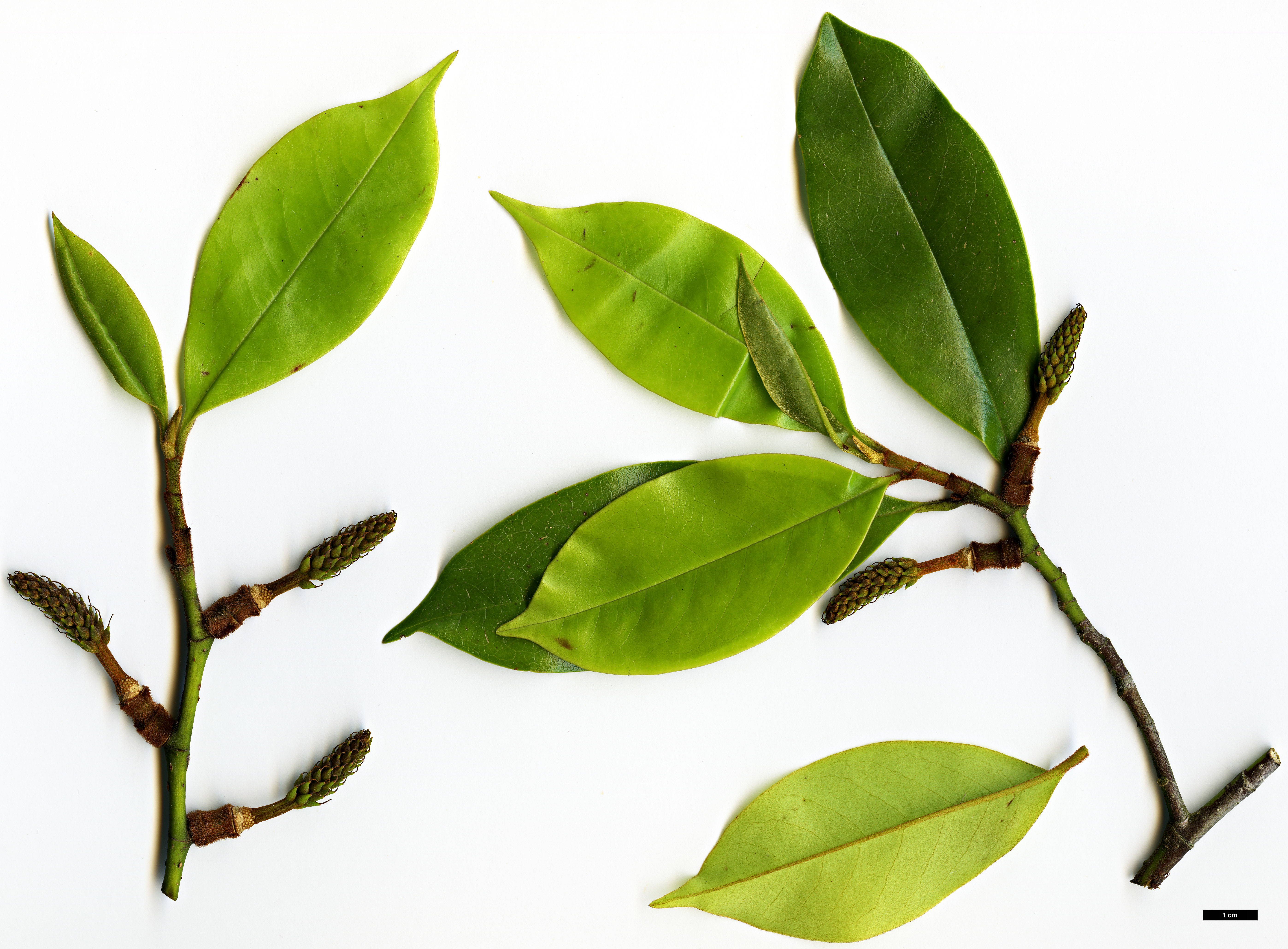 High resolution image: Family: Magnoliaceae - Genus: Magnolia - Taxon: ×foggii (M.doltsopa × M.figo)